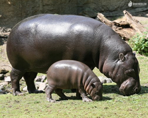 hippopotamus-05